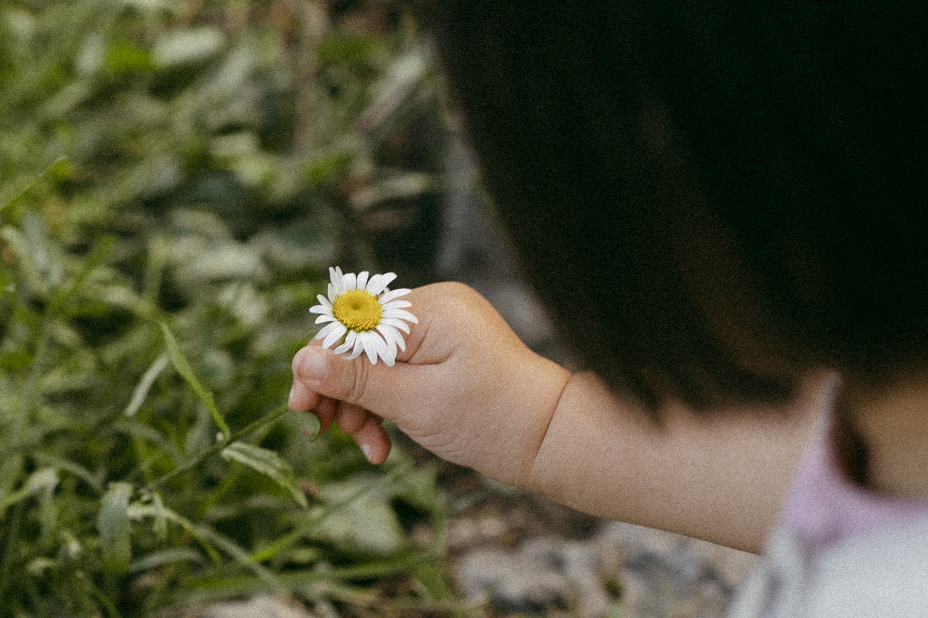 Closeup of a little girls hand picking a daisy flower